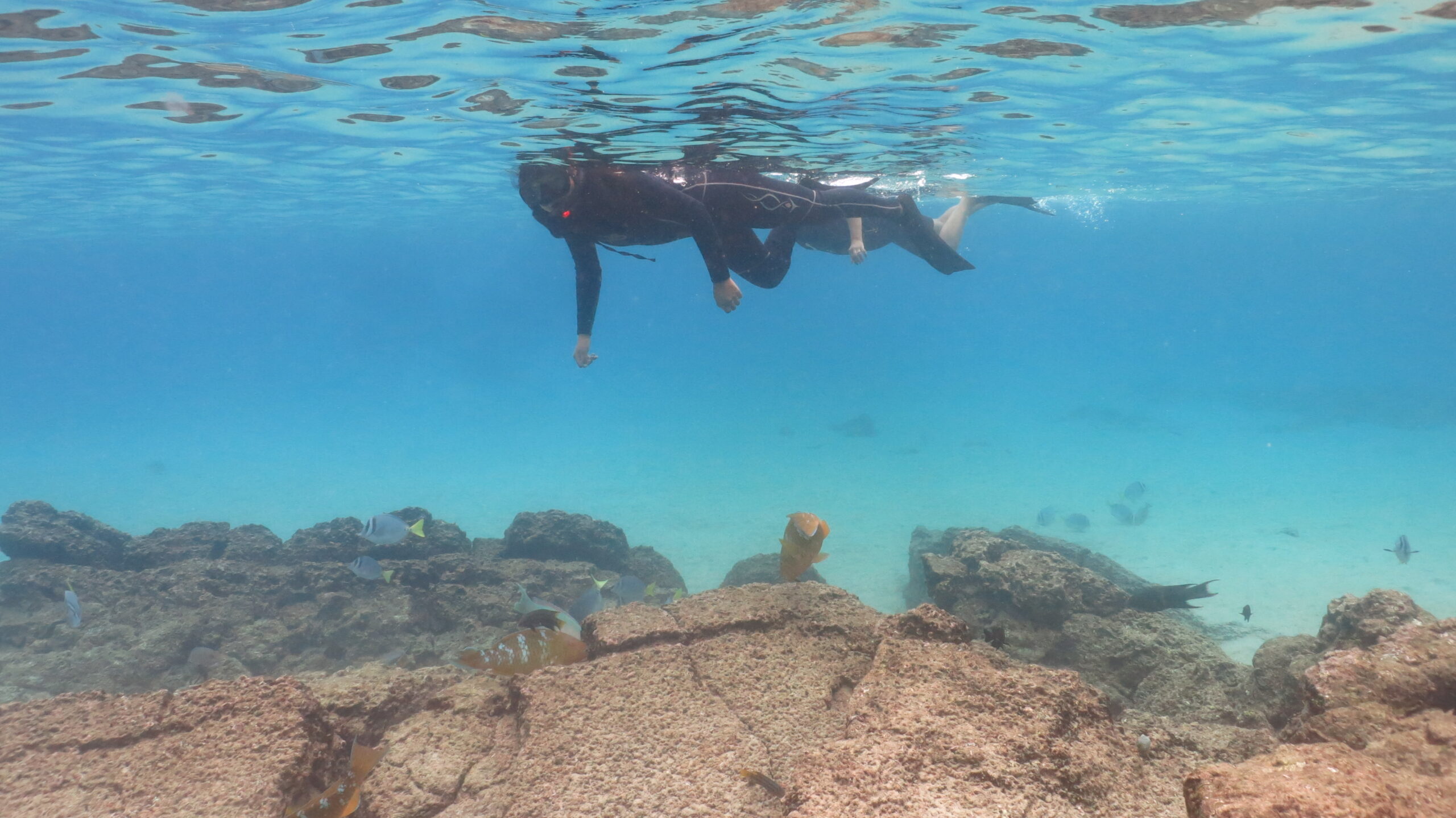 Snorkeling near Galaxy Sirius Snorkeling activity near Galaxy Sirius yacht in the Galapagos