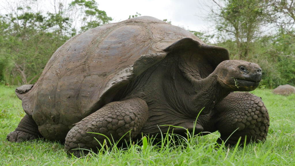 Giant tortoise resting on grass in a muddy, natural habitat with a domed shell.