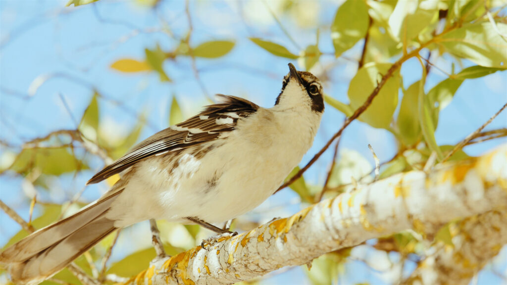 Small brown-and-white bird perched on a lichened branch, looking upward with a blue sky and green leaves in the background.