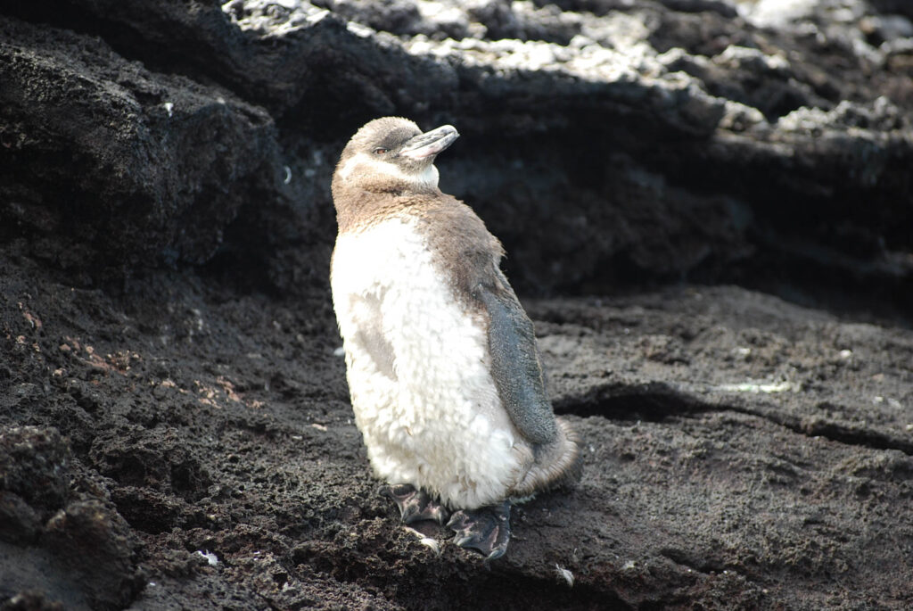 Young penguin standing on dark volcanic rock, fluffy white belly and gray-brown back, looking to the side.