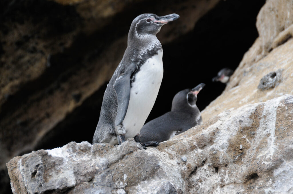 Two penguin chicks perched on a rocky ledge near a dark cave, with rough stone surroundings and their grey-and-white plumage visible.
