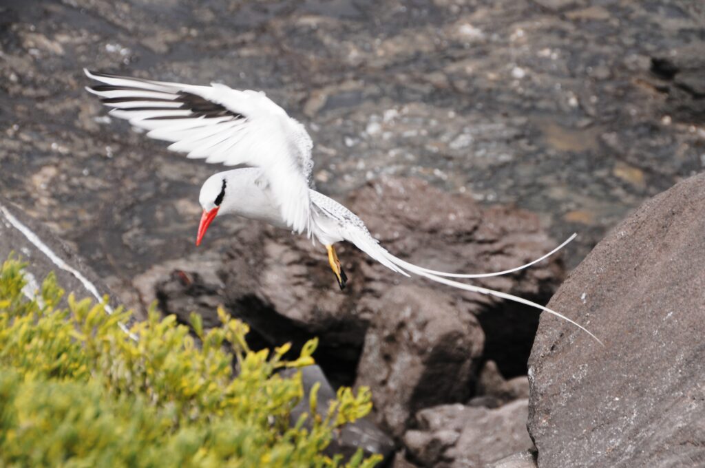 Seagull in mid-flight over rocky terrain, red beak visible with white body and spread wings, foreground greenery nearby.