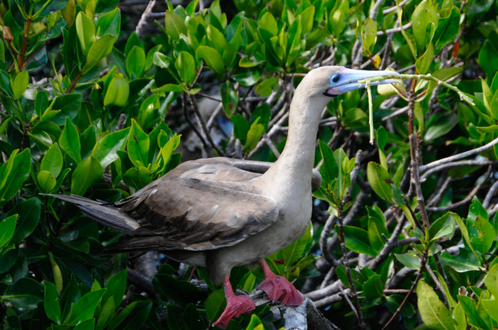 Heron with long neck among green mangrove leaves, pale blue beak gripping a twig, pink legs visible in the foreground, natural habitat