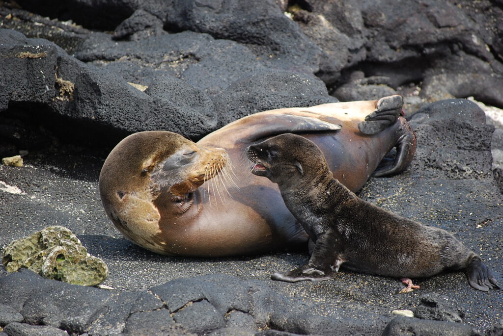 Two sea lions rest on dark volcanic rocks, with a pup nuzzling the adult's snout nearby.