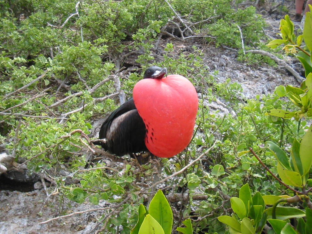 Bright red fruit-like growth near a dark bird perched on a branch amid green shrubbery.