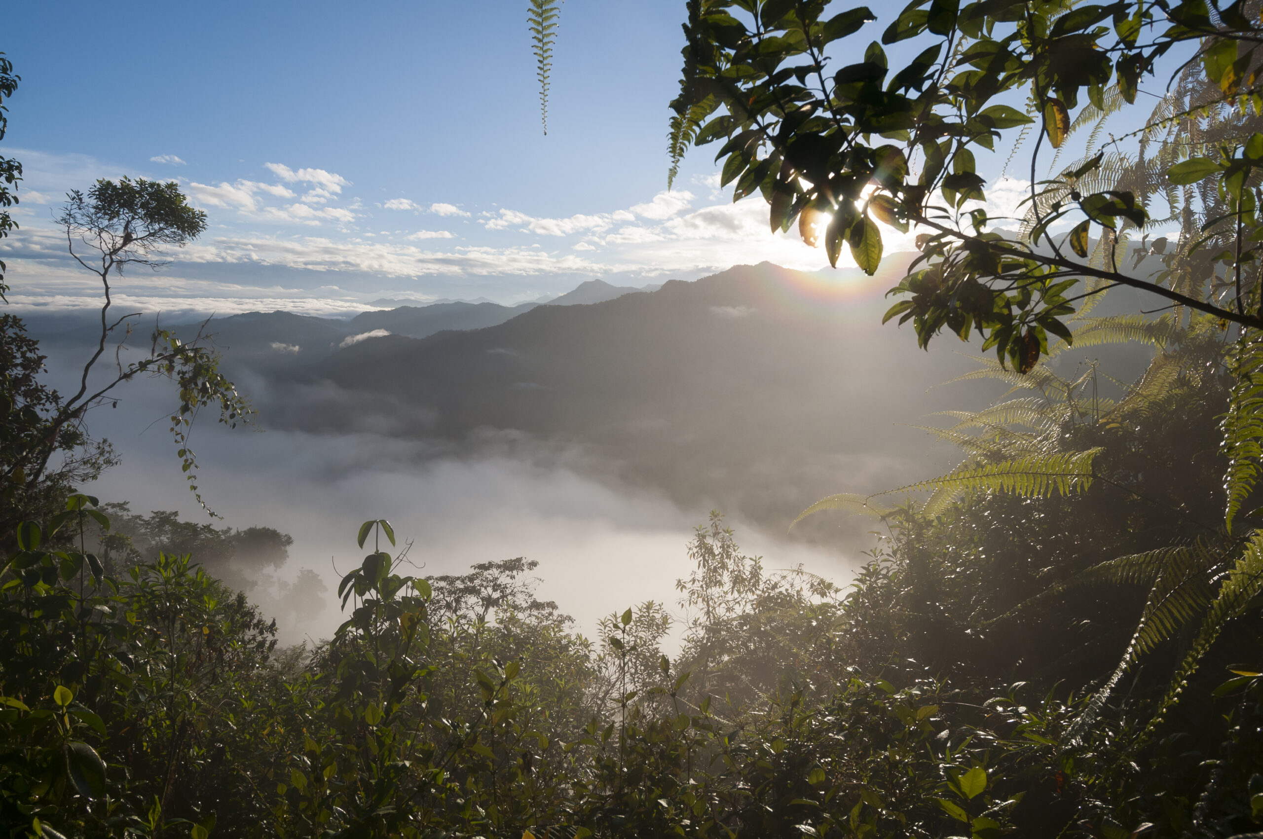 Cloud Forest Ecuador Equator Expeditions Cloud Forest Ecuador