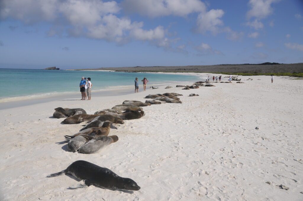 Group of seals basking on a white-sand beach while a few people stand at the water's edge under a blue sky.