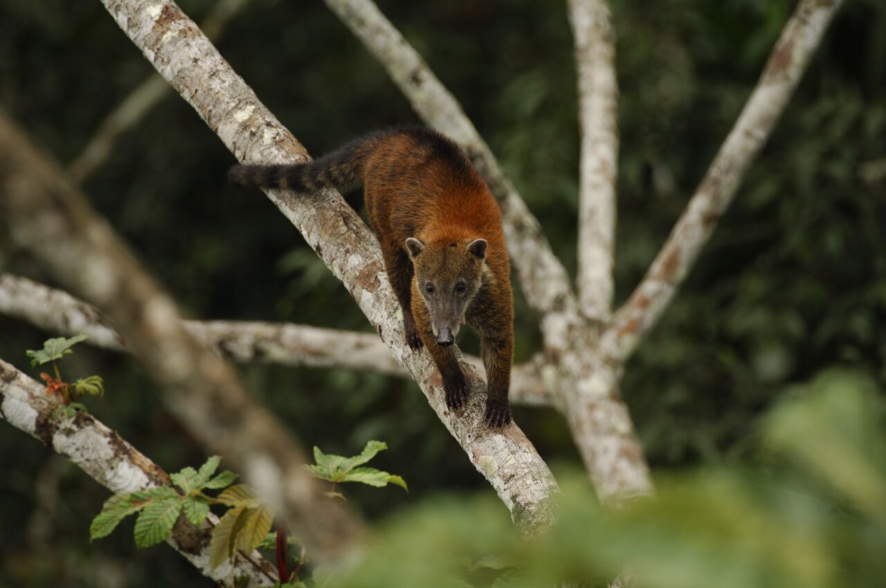 Coati of the Ecuadorian Amazon Equator-Expeditions. Coati of the Ecuadorian Amazon
