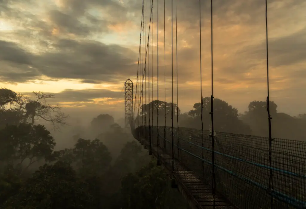 Suspension bridge extending into fog over a forest at sunset, cables silhouetted against the sky.