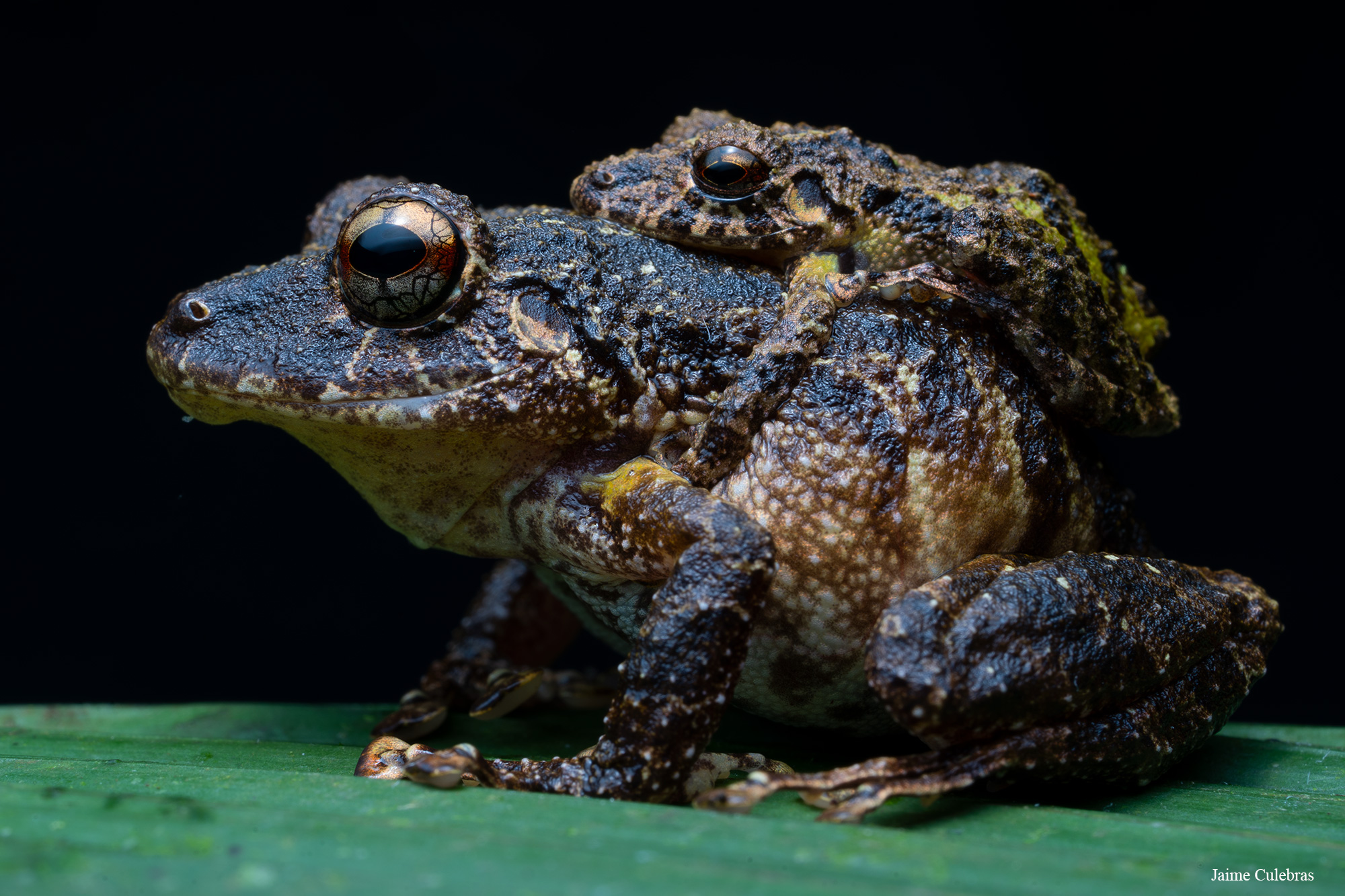 Frog of the Ecuadorian Amazon Equator-Expeditions. Frog of the Ecuadorian Amazon