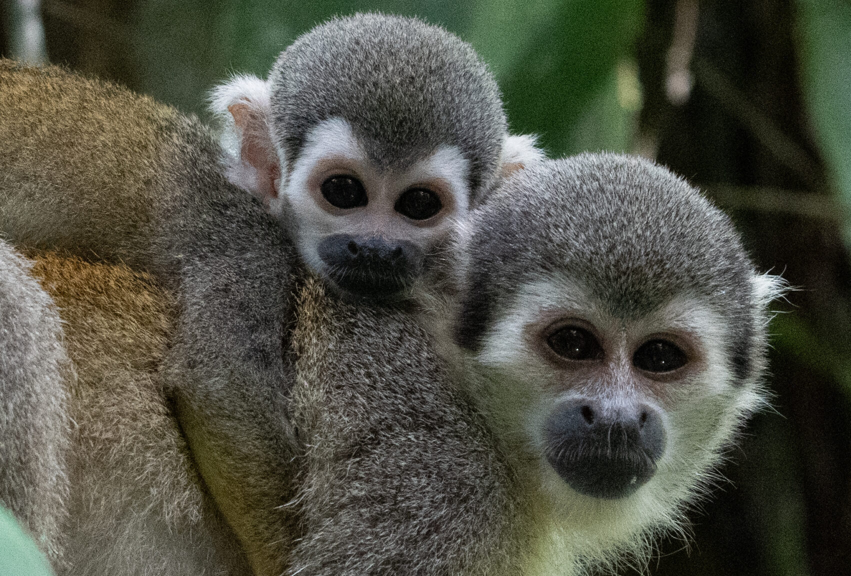 Squirrel Monkey of the Ecuadorian Amazon Equator Expeditions. Squirrel Monkey of the Ecuadorian Amazon