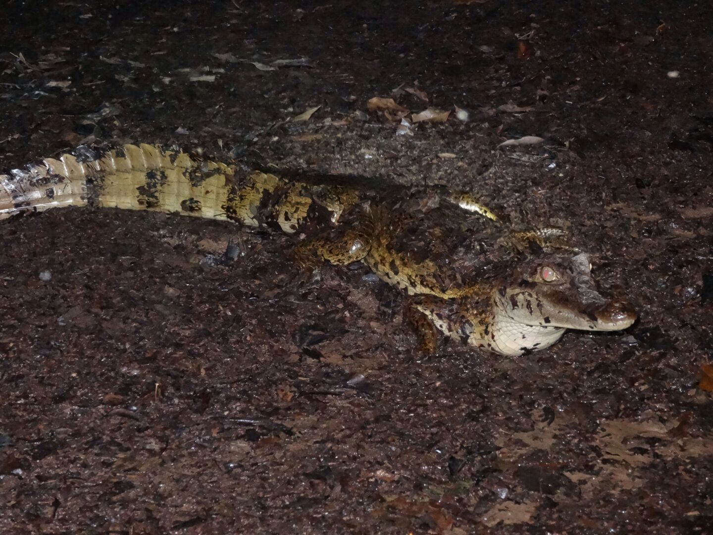 Crocodile of the Ecuadorian Amazon Equator-Expeditions Crocodile of the Ecuadorian Amazon
