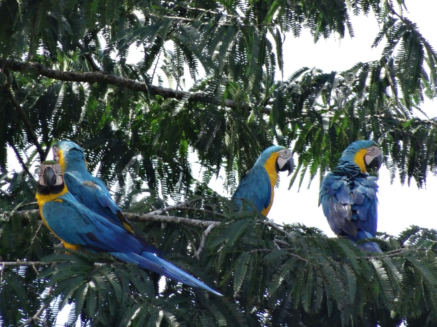 Macaws in the Ecuadorian Amazon Macaws in the Ecuadorian Amazon