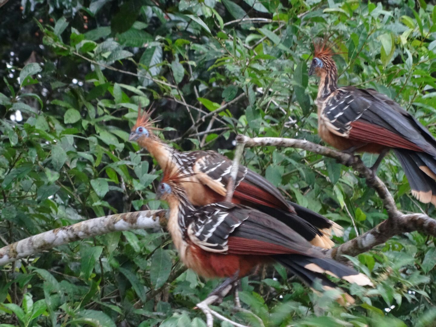 Ecuadorian Amazonian Turkey Equator-Expeditions Ecuadorian Amazonian Turkey