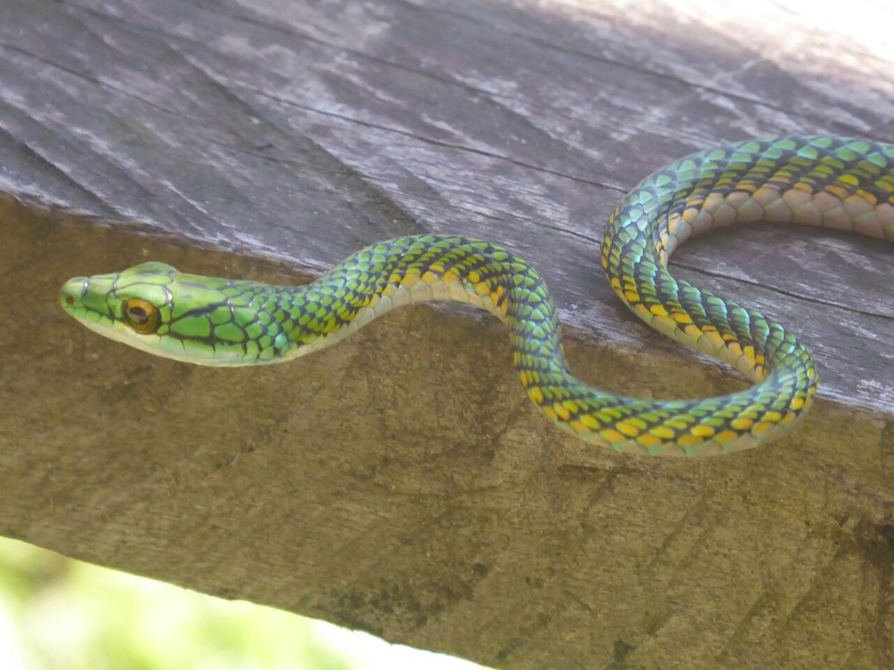Lora Snake of the Ecuadorian Amazon Equator-Expeditions Lora Snake of the Ecuadorian Amazon