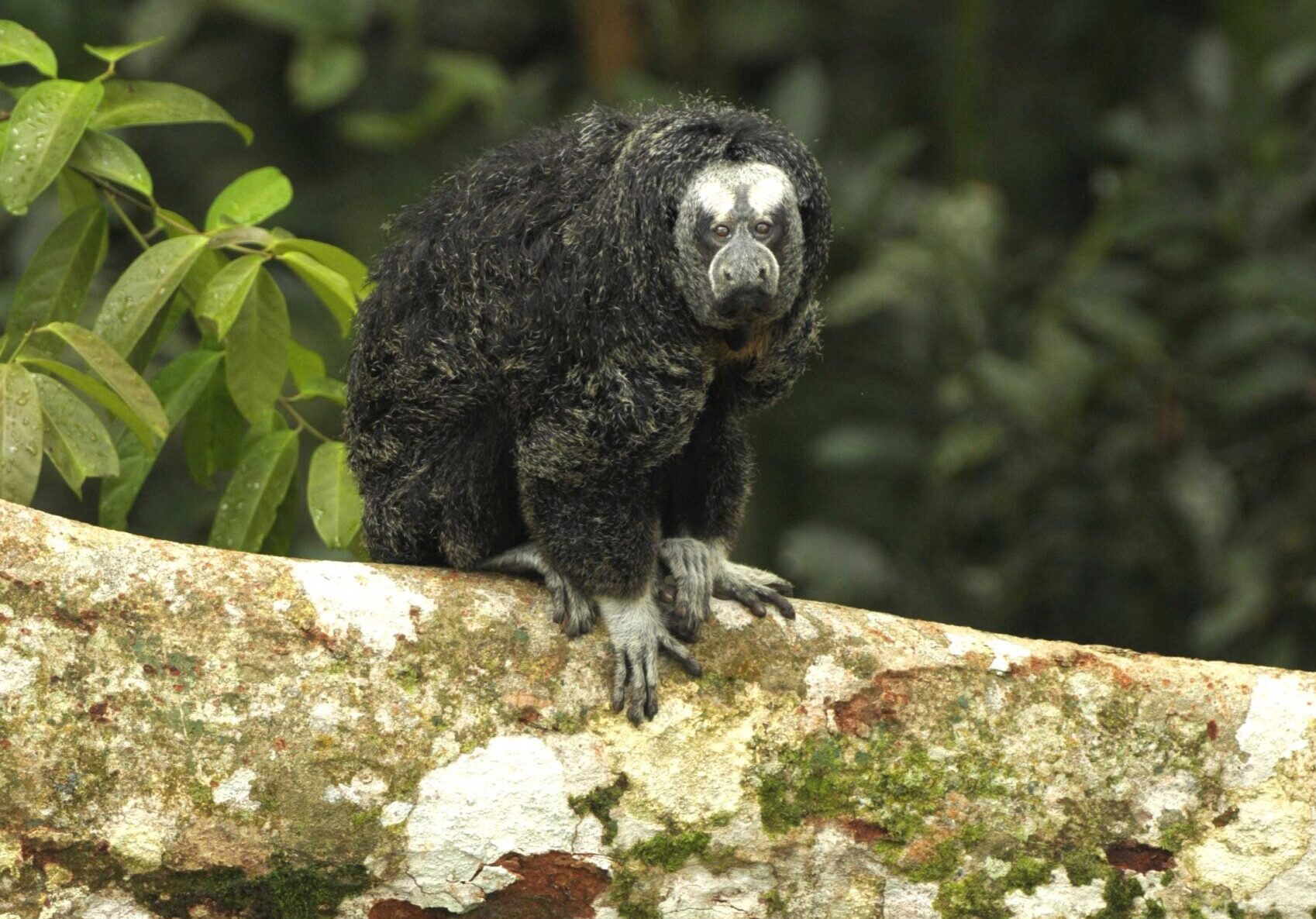 Monkey Amazon Ecuador Equator-Expeditions Monkey Amazon Ecuador