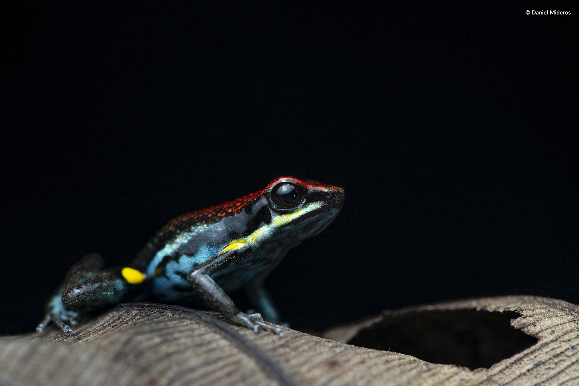 Poison dart frog of the Ecuadorian Amazon Equator-Expeditions Poison dart frog of the Ecuadorian Amazon