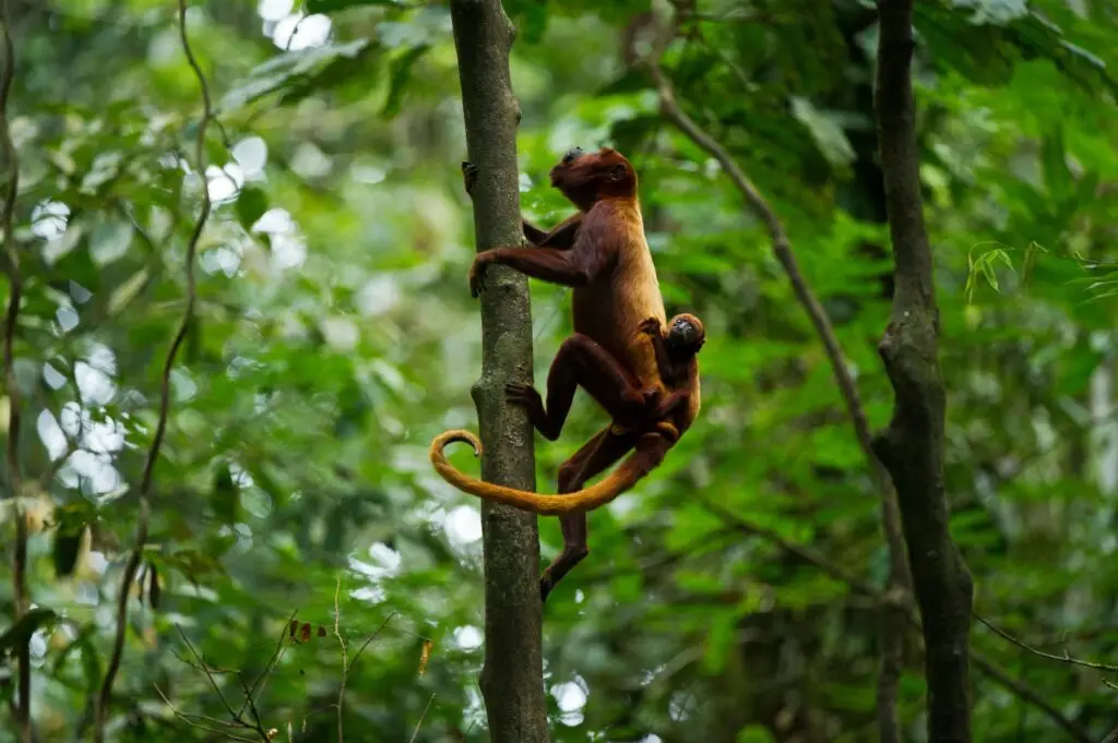 Two orangutans, an adult and a baby, cling to a tree in a dense green rainforest.