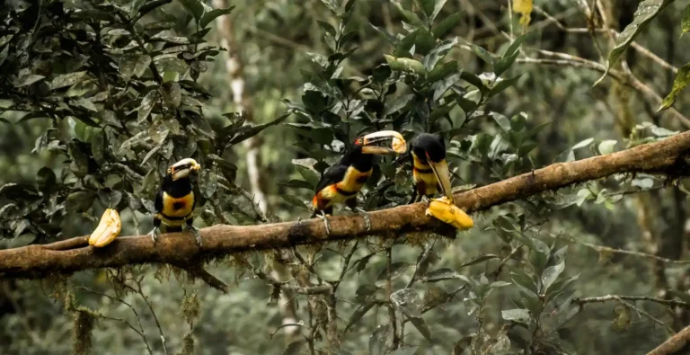 mashpi-lodge-birdwatching-toucan