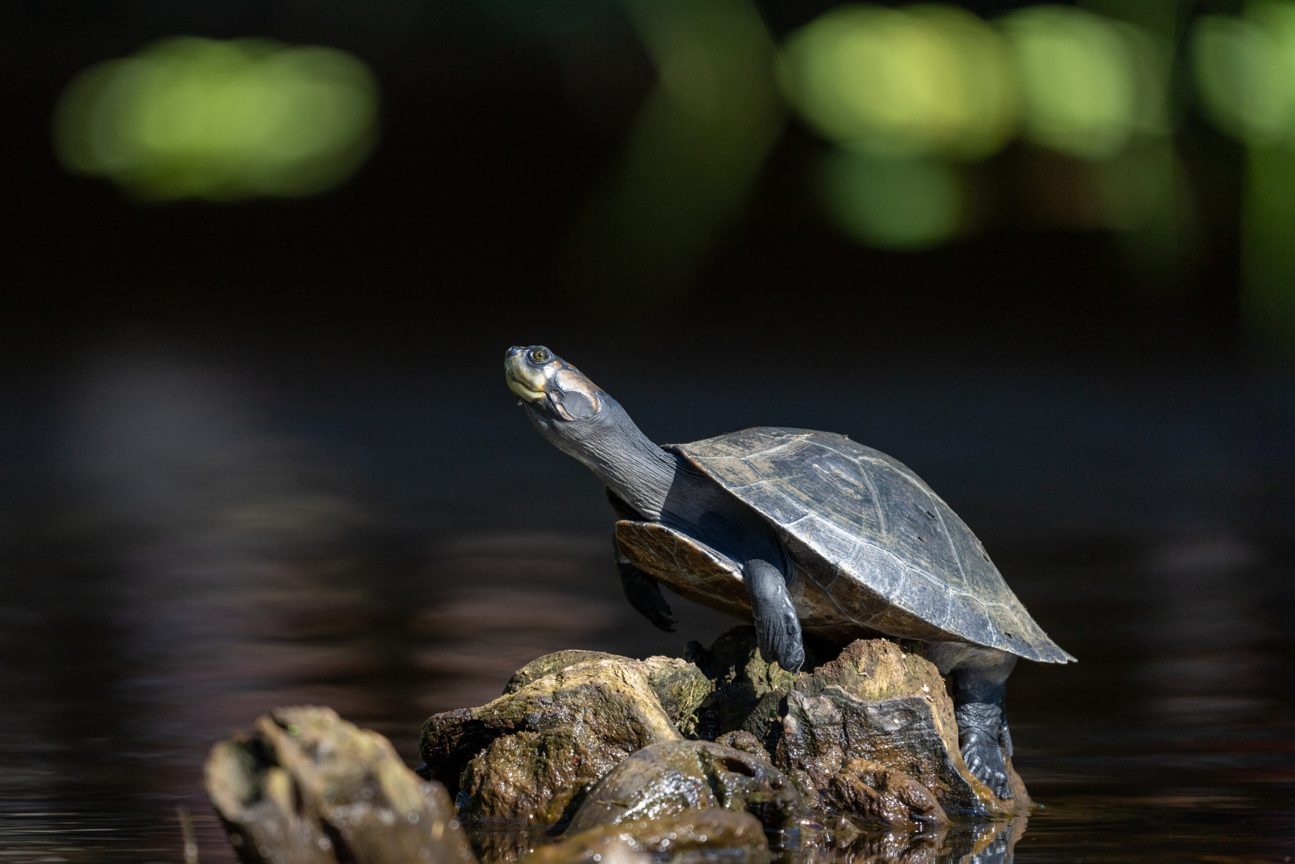 long-necked river turtle of the Ecuadorian Amazon Equator-Expeditions long-necked river turtle of the Ecuadorian Amazon