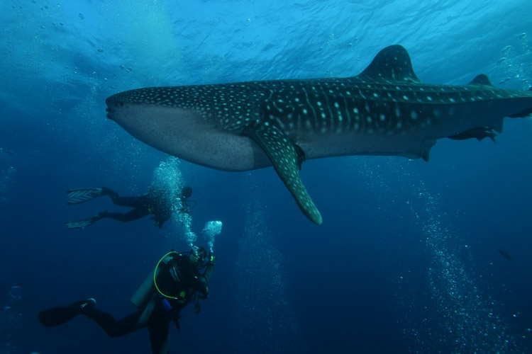 Scuba divers swim beside a massive spotted whale shark in clear blue ocean.