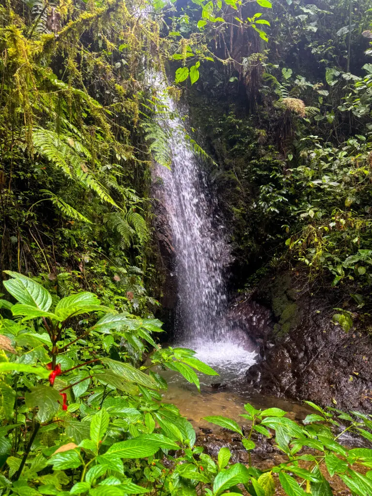Tropical jungle scene with a narrow waterfall flowing into a rocky pool surrounded by lush green plants and ferns at the edges.