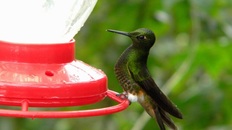 Green hummingbird perched on a red feeder, nectar container visible as it feeds or rests nearby.