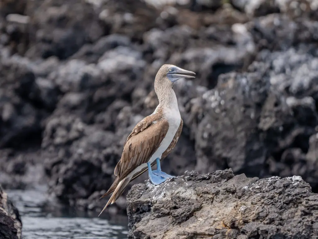 Seabird with brown and white plumage and blue feet perched on rough volcanic rocks by the water.
