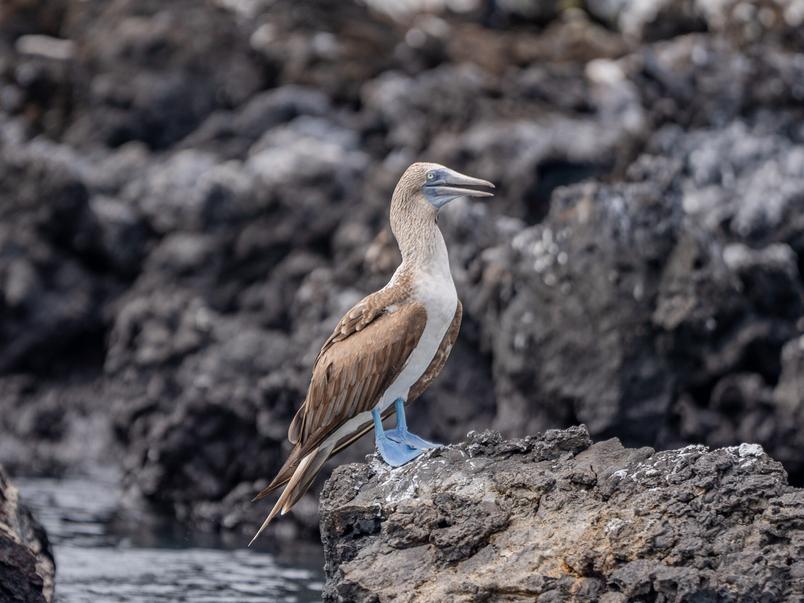 Seabird with brown and white plumage and blue feet perched on rough volcanic rocks by the water.