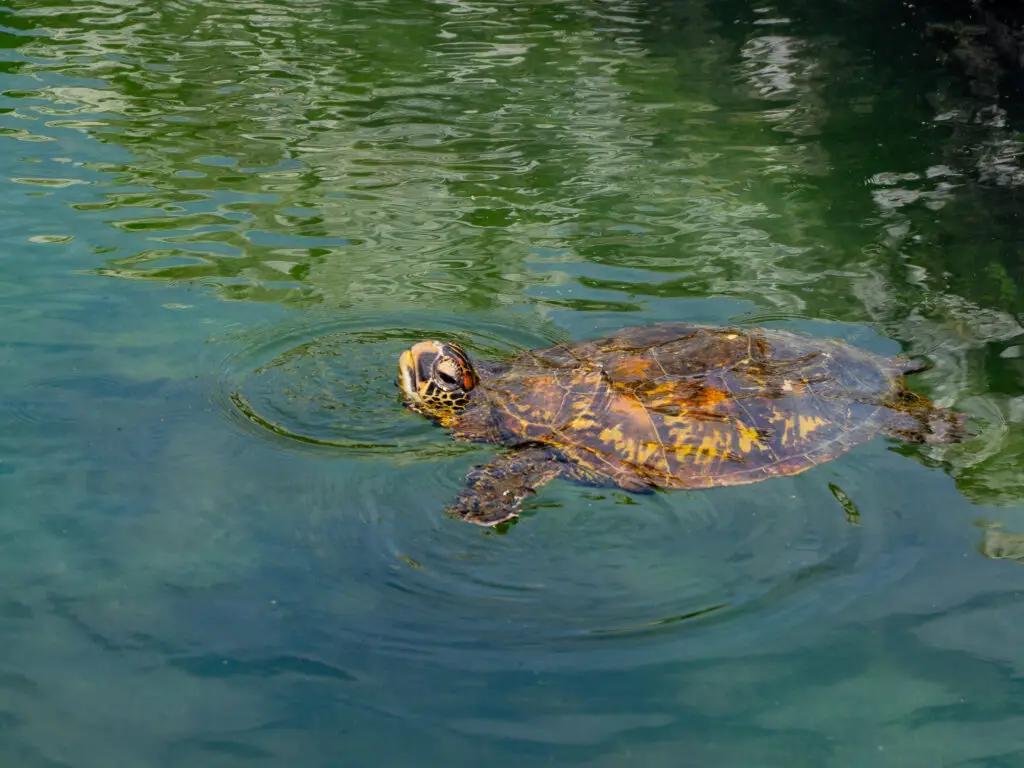 Sea turtle gliding in calm emerald water near a rocky edge.