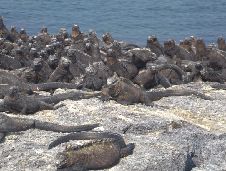 Dense group of large reptiles basking on a rocky beach with the ocean in the background, dark gray to black in color.