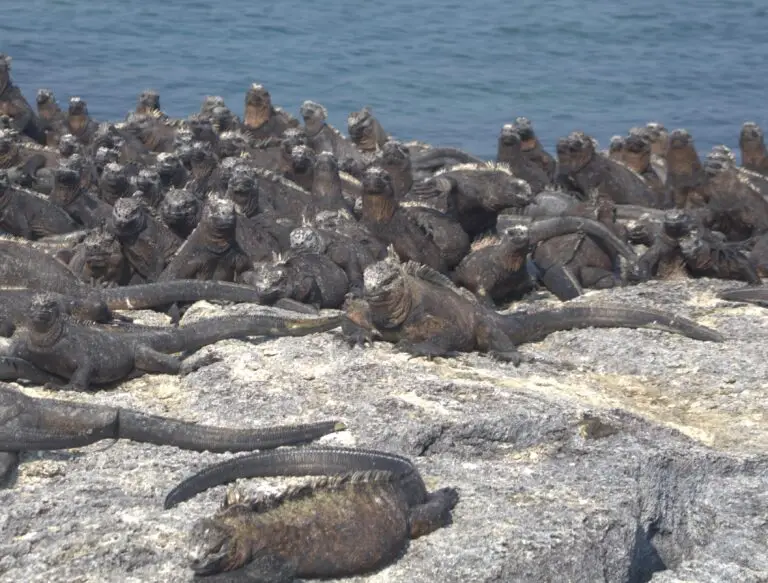 Dense group of large reptiles basking on a rocky beach with the ocean in the background, dark gray to black in color.