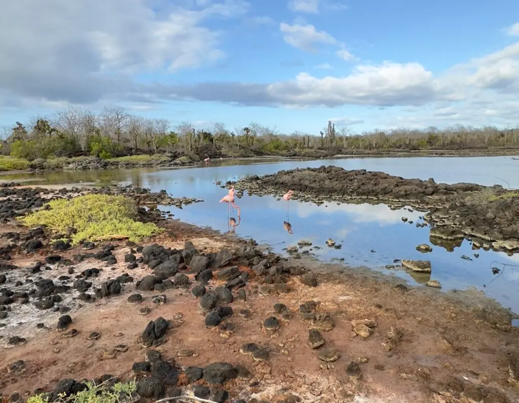 Flamingos wading in a shallow, reflective lagoon surrounded by dark volcanic rocks and sparse green shrubs under a blue sky.