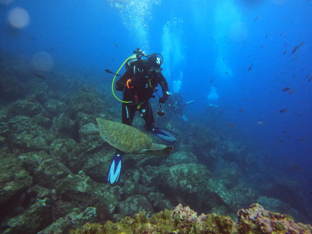 SCUBA diver in a black wetsuit with a yellow hose swims near a sea turtle over a rocky coral reef.