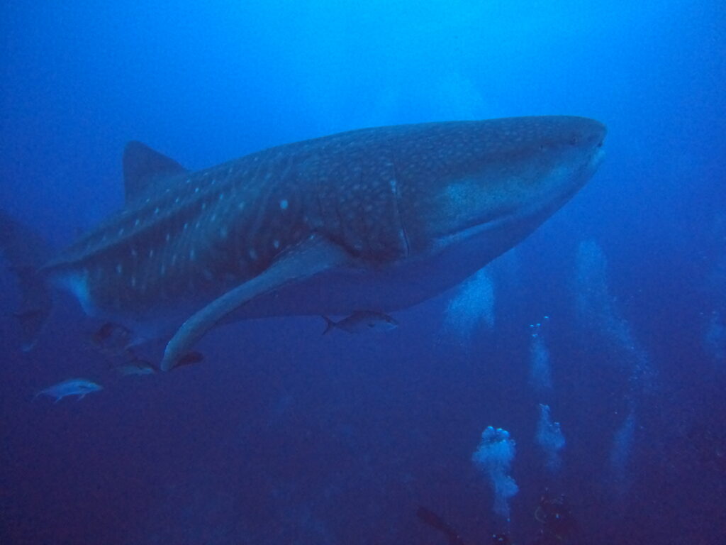 Underwater view of a large spotted whale shark swimming through a blue ocean.
