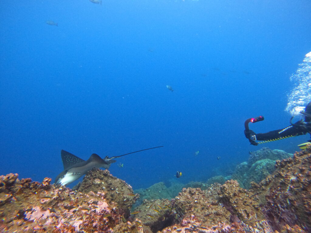 Underwater scene with a scuba diver on the right, swimming over a colorful coral reef and a manta ray nearby in clear blue water.