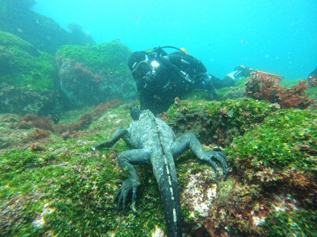 SCUBA diver in black wetsuit exploring a rocky, algae-covered underwater area with blue-green water