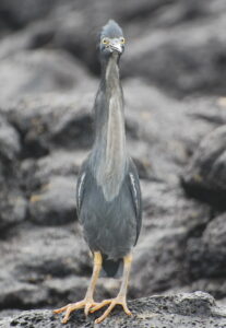 Grey heron standing on a rocky shore, yellow eyes and long yellow legs visible.