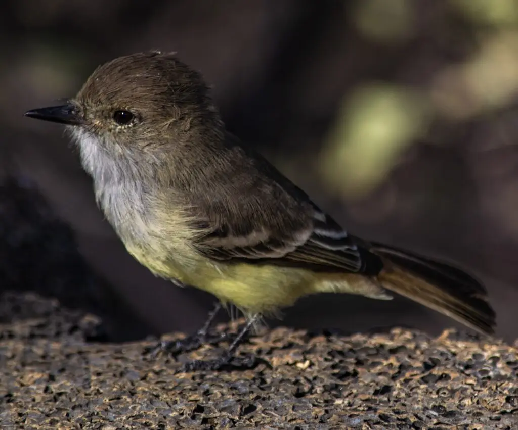 Close-up of a small brown bird with a dark beak on rocky ground, facing left.