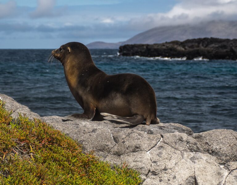 Sea lion lounging on a rocky shoreline with the sea and distant hills in the background.