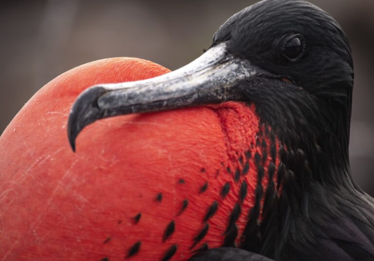 Close-up of a black swan's head with a vivid red-orange beak and dark eye detail.