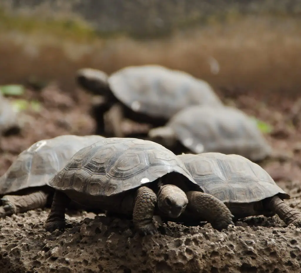 Close-up of several tortoises with patterned shells on a rocky, earthy ground.