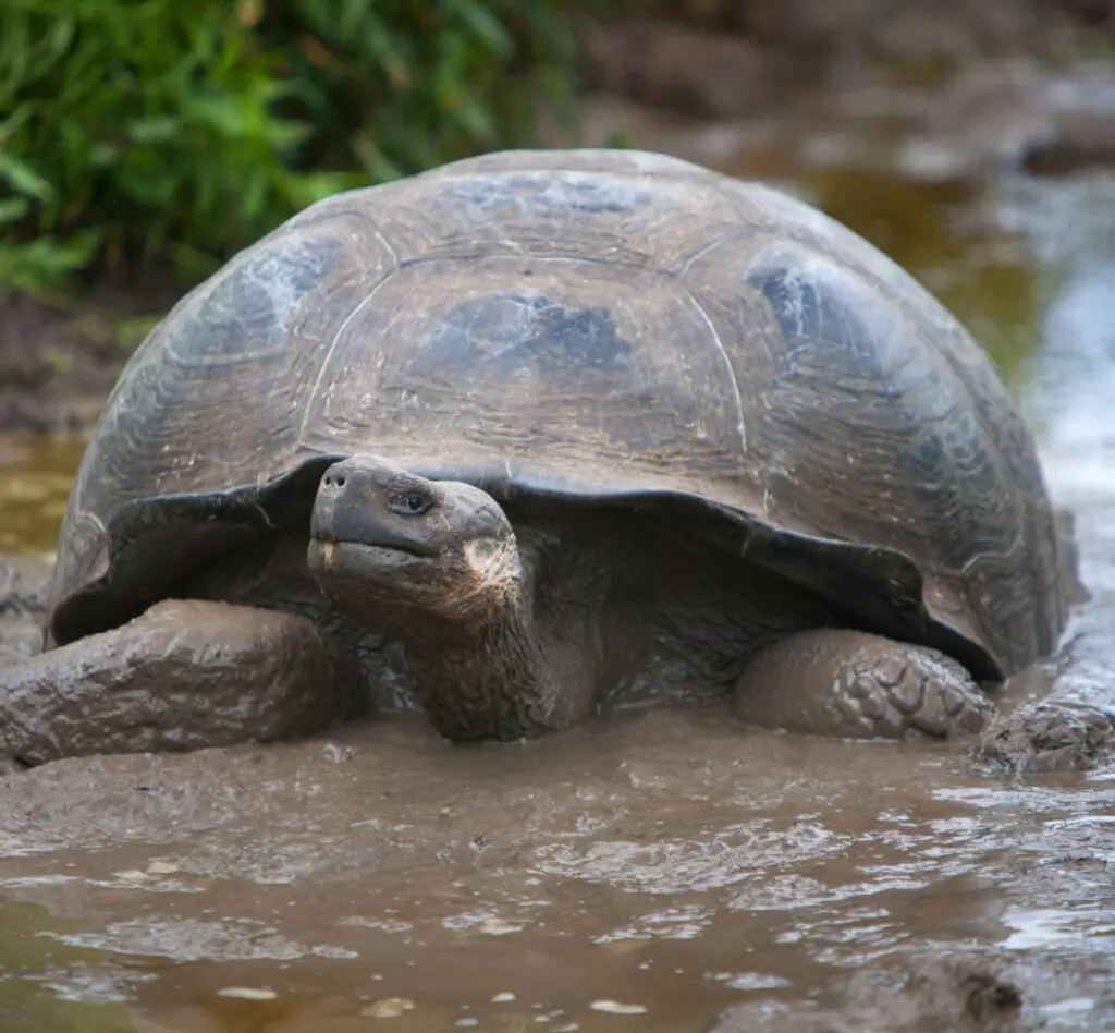 Close-up of a muddy turtle with its head and front legs visible, resting in wet mud by a stream or pond edge.