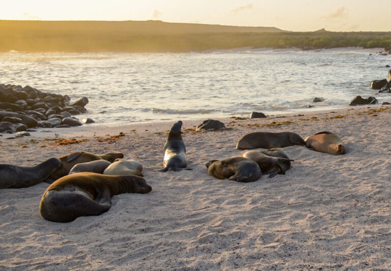 Seals resting on a sandy beach near the water at sunset with rocky shoreline in the background