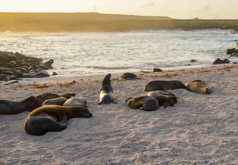 Seals resting on a sandy beach near the water at sunset with rocky shoreline in the background
