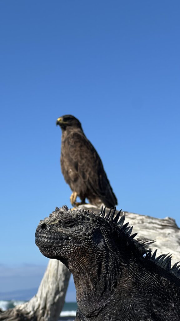 Close-up of a black iguana with rough, bumpy scales perched on a weathered log against a clear blue sky.
