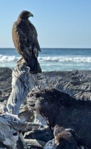 Large black monitor lizard perched on weathered driftwood at a rocky beach, with the sea and blue sky behind.