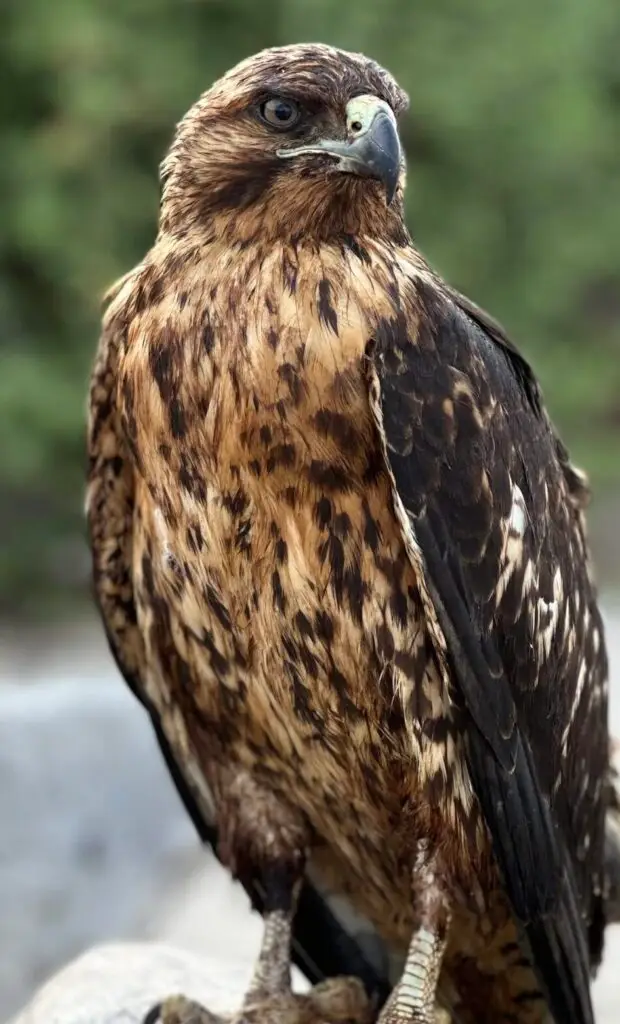Close-up of a brown-speckled hawk perched on a rock, facing the camera.