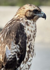 Close-up view of a brown-and-white raptor with a hooked dark beak and sharp eye, body angled to the left against a soft, blurred background.