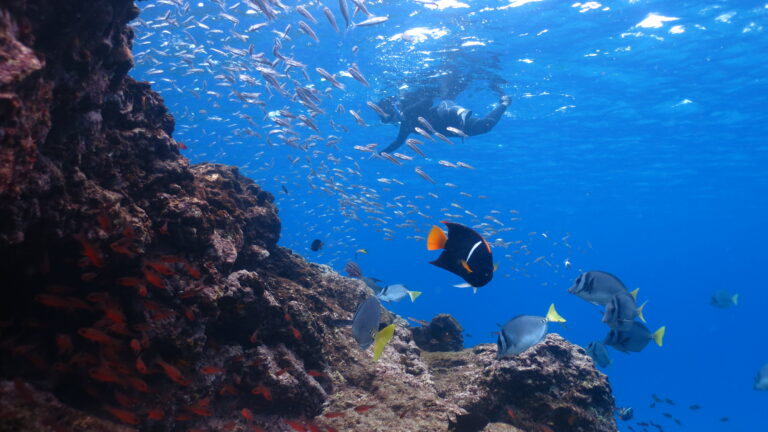 Scuba diver swimming near a coral reef with a large school of small silver fish surrounding them in clear blue water.